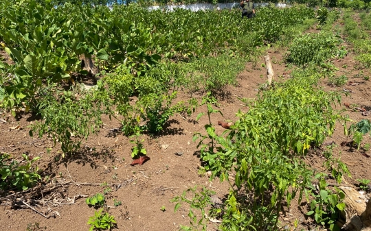 Jack Beans Thrive During El Niño Conditions