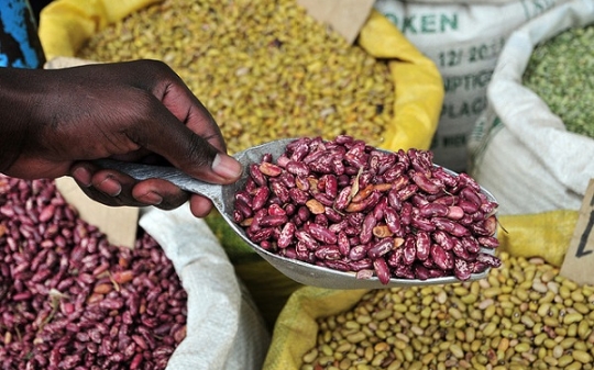 High Iron Beans in Tanzania