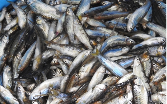 small scale fish farming 