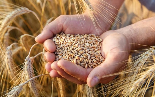 A person's hands cupping a handful of wheat