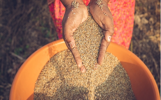 A person pours grains from their hands into a large orange container filled with more grains.