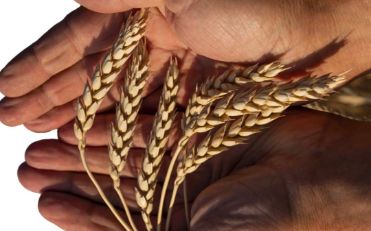  Biofortified Zinc Wheat