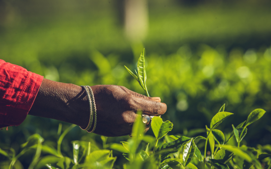 Hand grasping a tea leaf