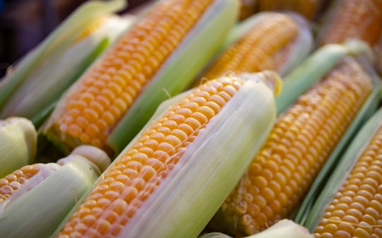 Corn Corn