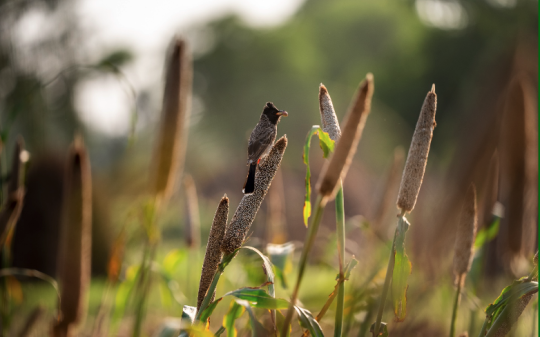 Quantifying The Environmental Impacts of Food A Review of True Cost Accounting Methods