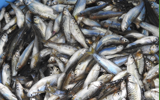 GAIN Working Paper n°61: Small fish: An Untapped Opportunity for Improving Nutrition