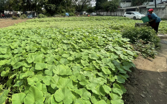 Cities Accelerating Transitions to Regenerative Food Systems