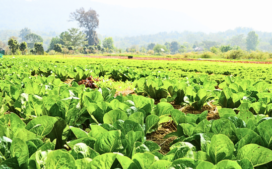 Integrating Nutrition And Climate Action To Transform Brazil’s Food System