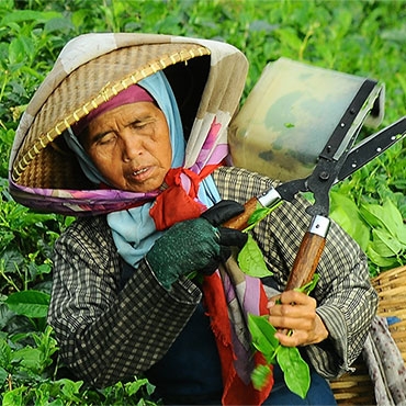 Woman in a tea plantation