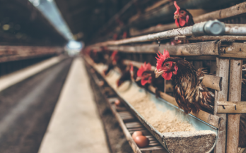 Poultry Africa 2021