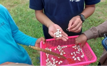 Jack bean: A resilient legume to improve ‘tempeh security’ in Indonesia