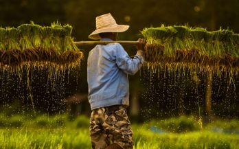 Boosting nutrition amidst a pandemic, food fortification emerges safe and cost efficient