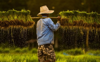 Boosting nutrition amidst a pandemic, food fortification emerges safe and cost efficient 