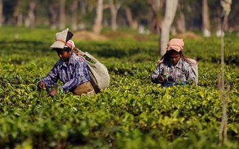 Making business work for nutrition and nutrition work for business through the "Seeds of Prosperity" programme