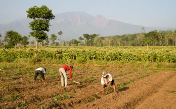 Why Climate Change Is Also a Nutrition Crisis: Key Insights From a Study in Indonesia