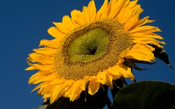 War in Ukraine poised to threaten global food security