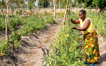 Science of new IPCC report makes clear: we ignore Food Systems at our peril