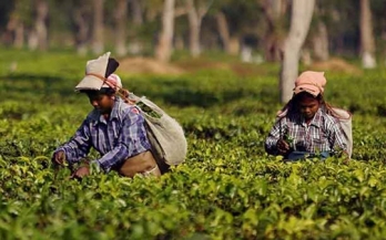 Healthy diets for tea communities - GAIN and ETP partnership