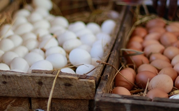 The Marketplace Rwanda: improving environments for availability of poultry products to low income consumers