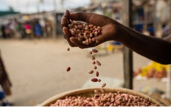 GAIN Briefing Paper n°12- Political Economy Decision Toolkit For Food Systems Pathways – In Brief 