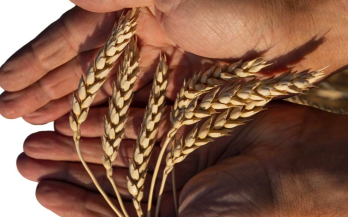 Impact Story 28: A Healthier and Empowered Pakistan Through Biofortified Zinc Wheat