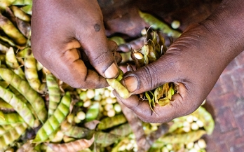 Progress in African Food Systems: What do the Data Say?