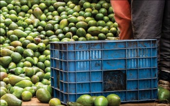 Potential Socio-Economic Impact of Replacing Traditional Woven Baskets with Reusable Plastic Crates On Livelihoods Of Basket Makers In Southeast Nigeria