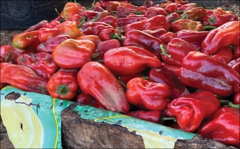 Food Safety Hazards and Risk Associated with Foods Sold in Traditional Markets in North-Western Nigeria