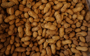 Are peanut allergies a concern for using peanut-based formulated foods in developing countries?