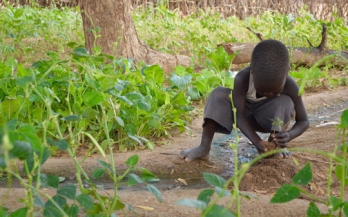 "Seeds of Prosperity" programme: making business work for nutrition and nutrition work for business