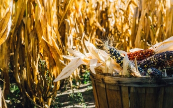 GAIN Discussion Paper Series 2 - Policies and financing to spur appropriate private-sector engagement in food systems