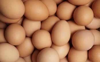 Increasing egg consumption in Nigeria