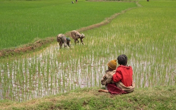 The role of the private sector in rice fortification