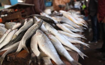 Reducing post capture fish losses in Indonesia - I-Plan
