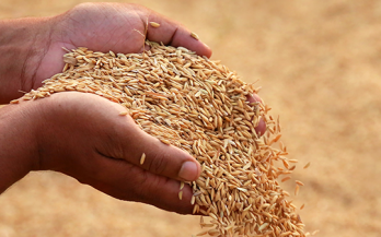 The Commercialisation of Biofortified Crops Programme