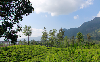 Double fortified salt intervention improved iron intake but not energy and other nutrient intakes in female tea plantation workers from West Bengal, India