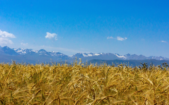 Tajikistan wheat flour fortification assessment