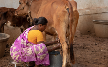 Dairy: nutrient rich foods for the family