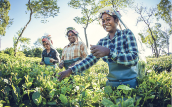 Food Systems Countdown Initiative Country Policy Brief in India