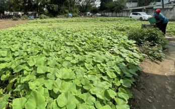 GAIN Working Paper n°65: Cities Accelerating Transitions to Regenerative Food Systems