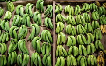 I-CAN Policy Brief: Building Systems For Climate–Nutrition Integration In Uganda