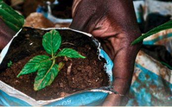 I-CAN Landscaping Analysis on Climate and Nutrition Policies and Stakeholders in Somalia: Final Report and Policy Brief