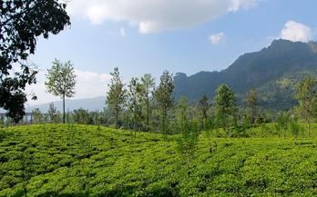 Increasing tea productivity through improved nutrition: a call to action