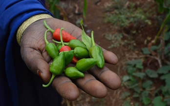 Market and consumer evaluation of the marketplace for nutritious foods program: a case study approach – Alves Case Study, Maputo, Mozambique