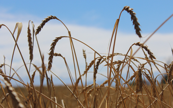 "Impact evaluation of food fortification programs: review of methodological approaches used and opportunities to strengthen them" in Food Fortification in a Globalized World