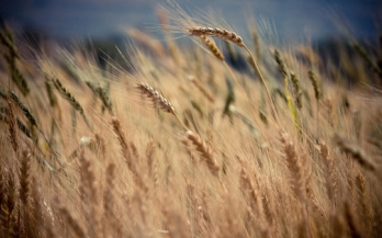 Formative research with regards to the consumption of wheat flour and/or cereal-based products in Khatlon province, Tajikistan