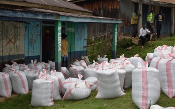 Journey towards better nutrition in Kenya with High Iron Beans