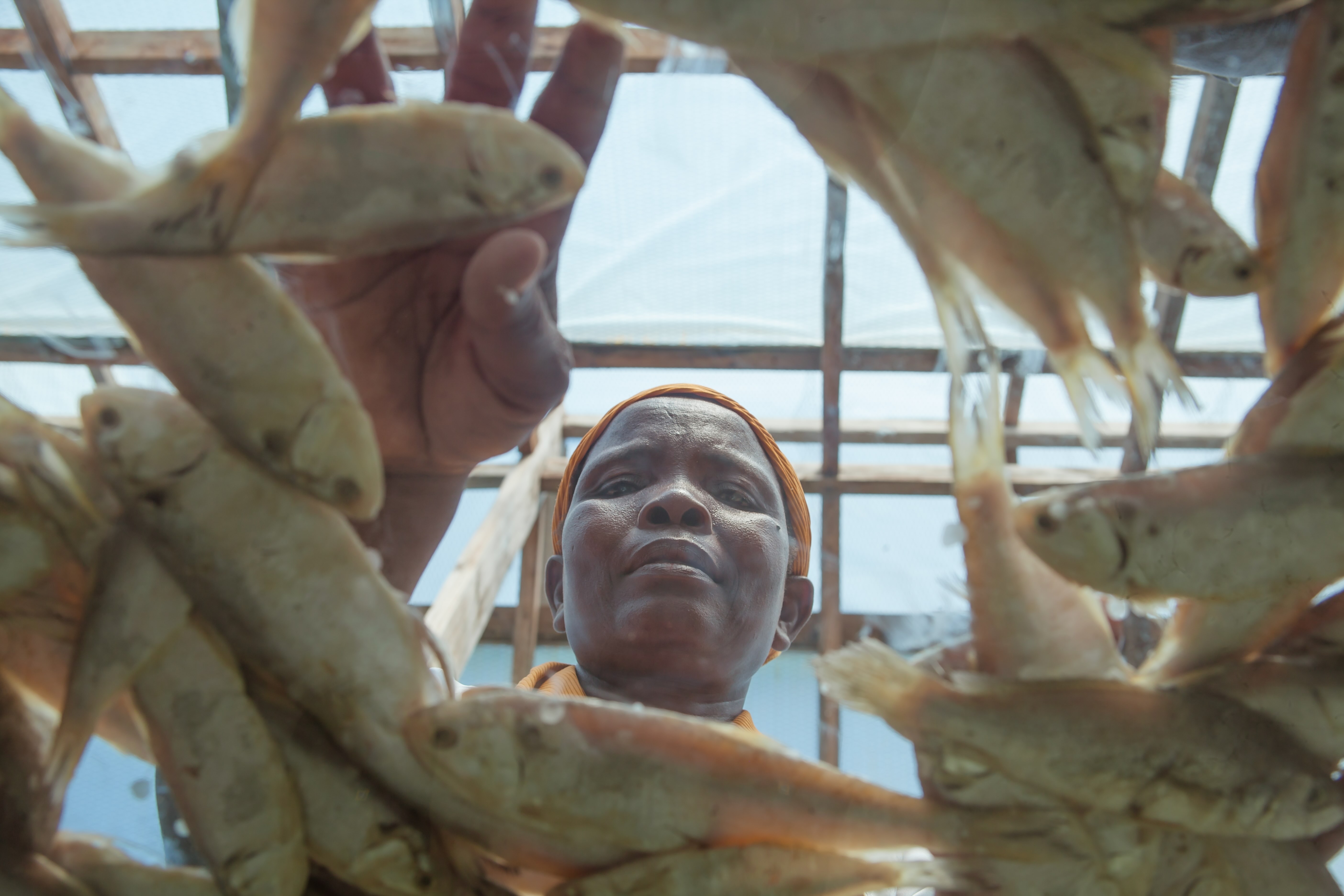Isabel checks fish inside one of the solar drying tents constructed in Sambazoe