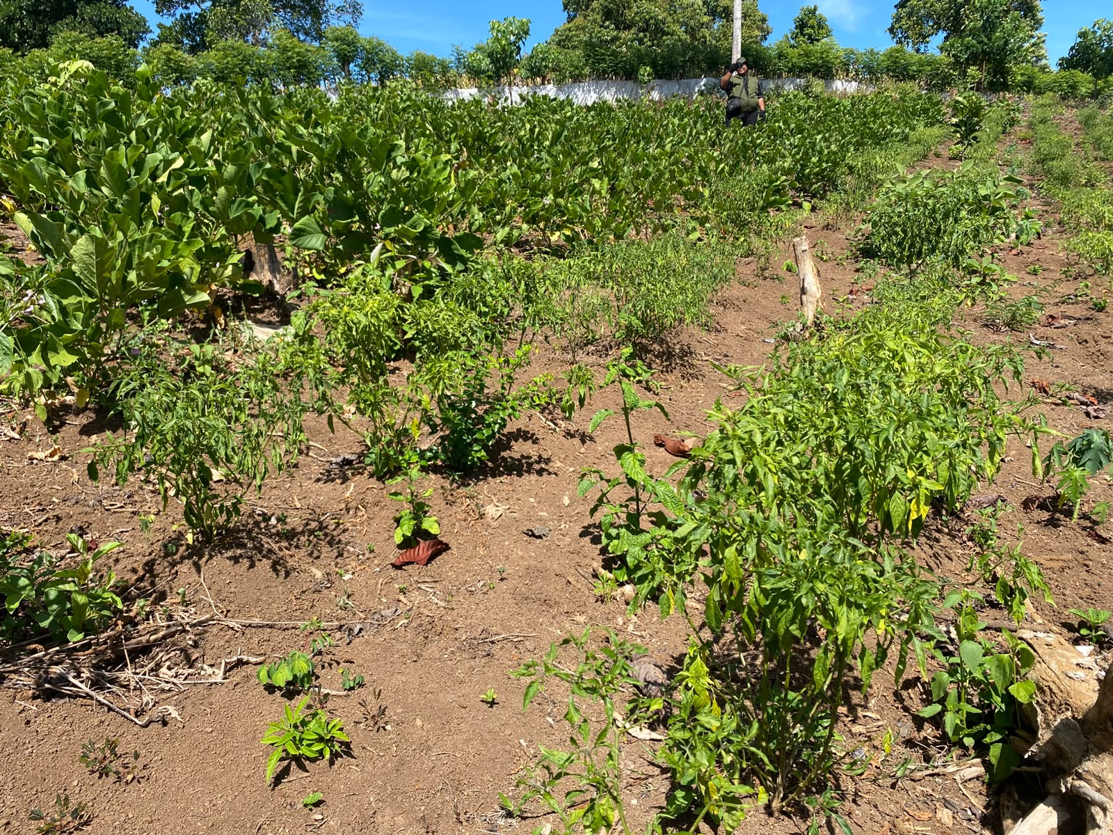 Chili plants became stunted and curled, while jack bean plants remained green, productive, flowering, and heavily podded
